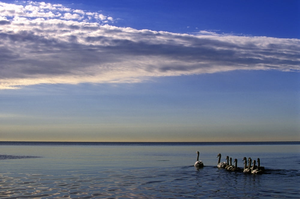 Goose In Ratray Marsh Into Lake Ontario Mississauga Ontario Canvas Art - Kevin Spreekmeester Design Pics (18 x 12)