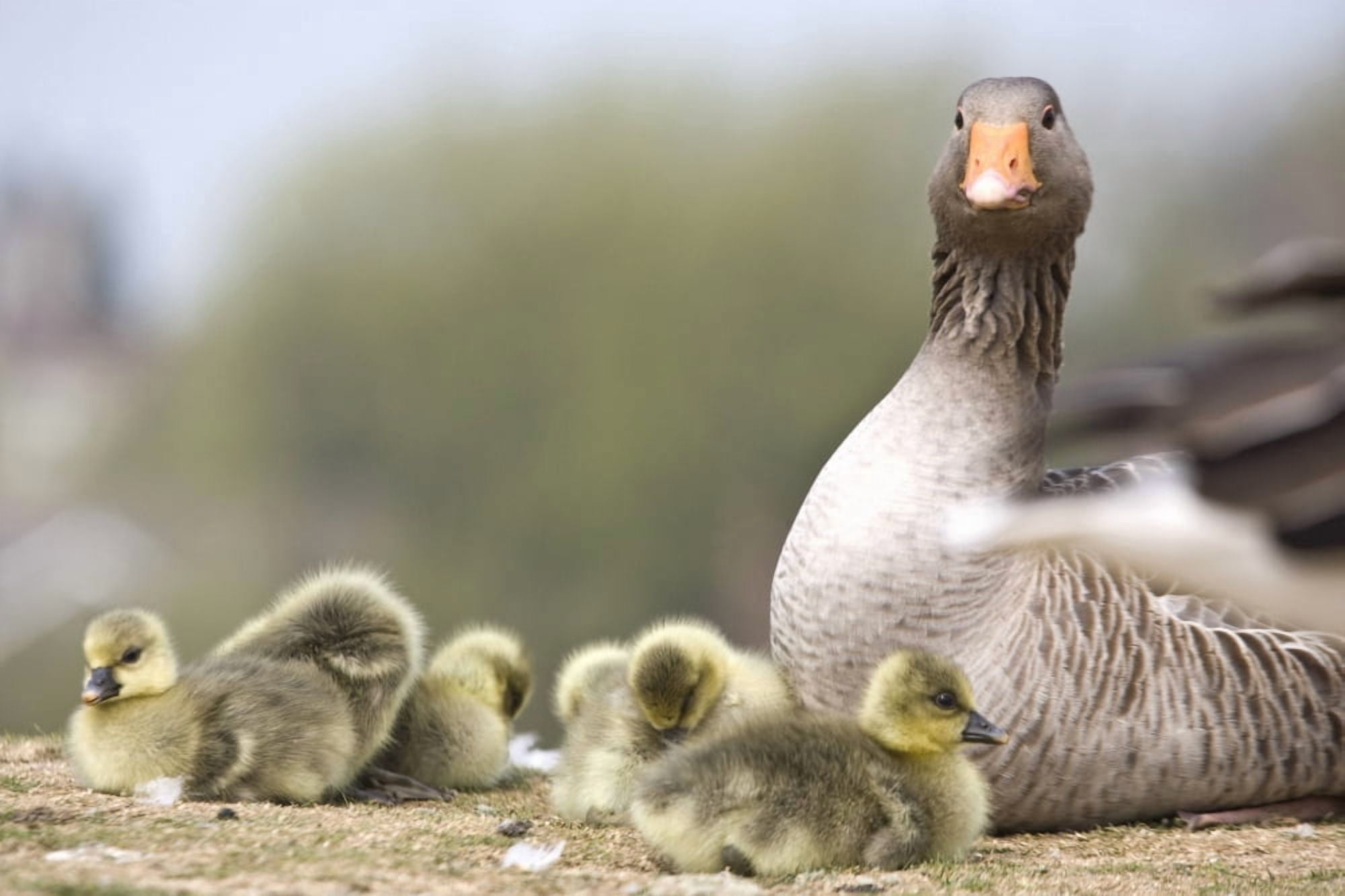 Goose With Baby Chicks Canvas Art - John Short Design Pics (17 x 11)