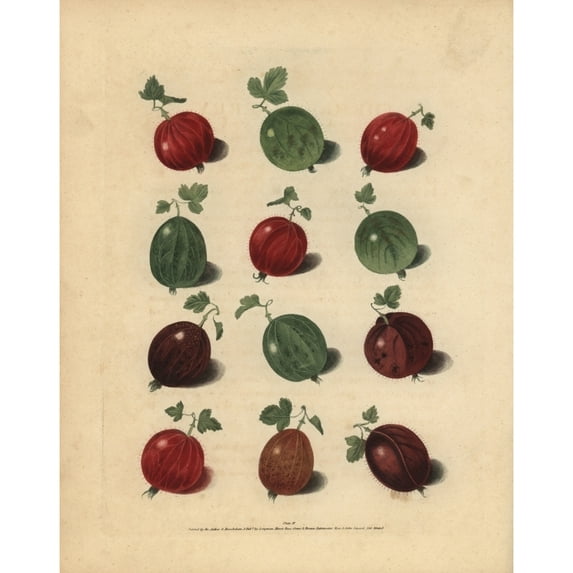 Gooseberry Varieties, Ribes Uva-Crispa Poster Print By ® Florilegius Mary Evans (18 X 24)