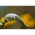 thumbnail image 1 of Gooseneck Loosestrife  thrives in a garden; Astoria  Oregon  United States of America Poster Print by Robert L Potts, 1 of 1