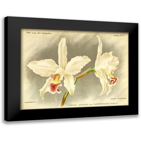 Goossens, A. 14x12 Black Modern Framed Museum Art Print Titled - Orchid, Laelia Anceps