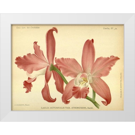 Goossens, A. 14x12 White Modern Wood Framed Museum Art Print Titled - Orchid, Laelia Autumnalis