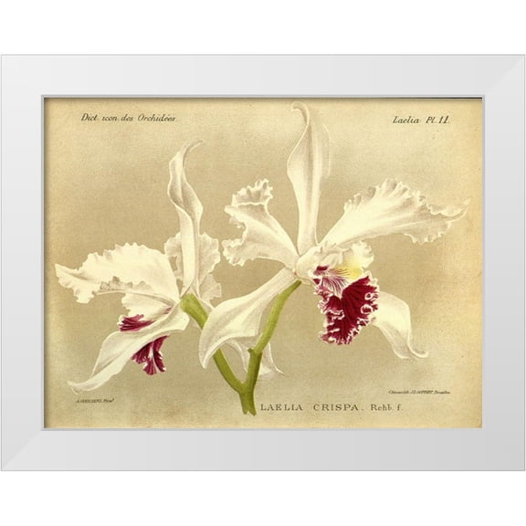 Goossens, A. 14x12 White Modern Wood Framed Museum Art Print Titled - Orchid, Laelia Crispa