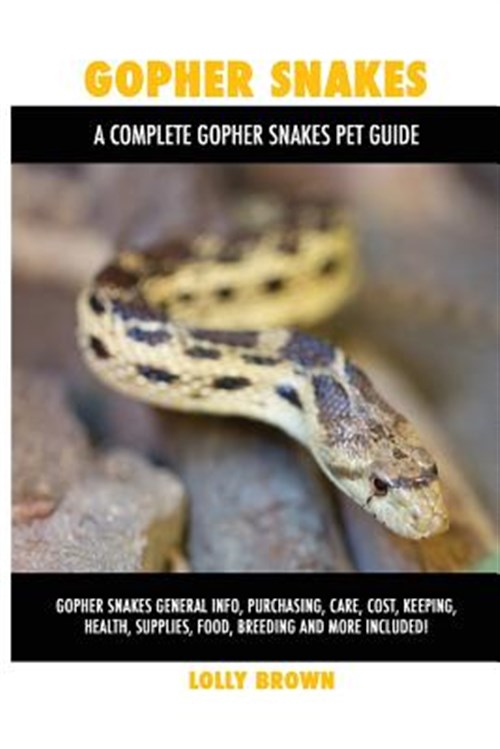 Gopher Snakes: Gopher Snakes General Info, Purchasing, Care, Cost ...