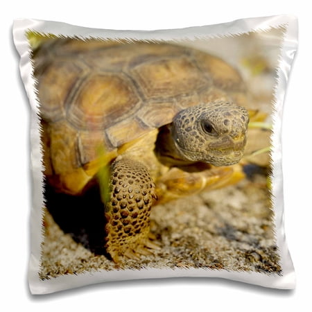 3dRose, Gopher Tortoise, Florida, USA - US10 MPR0542 - Maresa Pryor, 16x16 inch Pillow Case