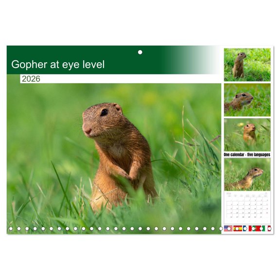 Gopher at eye level (Monthly Wall Calendar 2026 11.7 x 16.5 (open)), CALVENDO 14 Month Calendar