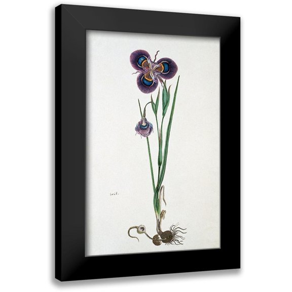 Gordon, Robert J. 10x14 Black Modern Framed Museum Art Print Titled - Iris