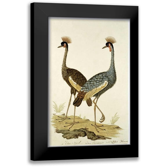 Gordon, Robert J. 10x14 Black Modern Framed Museum Art Print Titled - Royal Birds