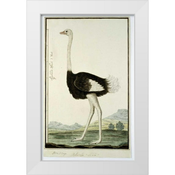 Gordon, Robert J. 17x24 White Modern Wood Framed Museum Art Print Titled - Ostrich