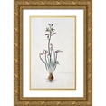 thumbnail image 1 of Gordon, Robert J. 21x32 Gold Ornate Wood Framed with Double Matting Museum Art Print Titled - Corkscrew Albuca, 1 of 4