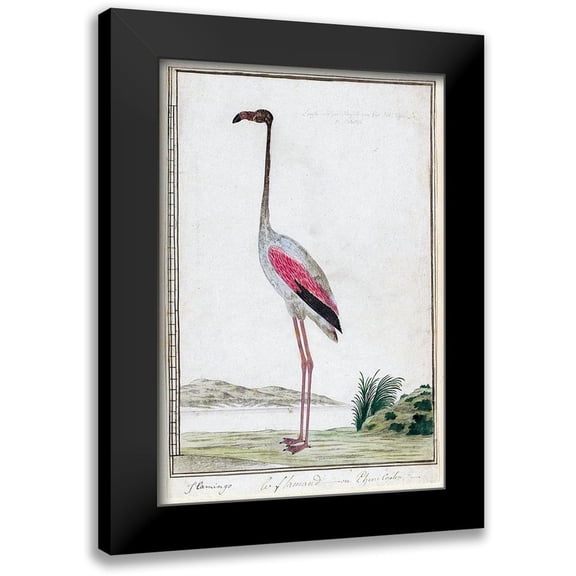 Gordon, Robert James 14x18 Black Modern Framed Museum Art Print Titled - Flamingo