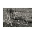 thumbnail image 1 of Gordon Semmens 'Wolves of Autumn 09' Canvas Art, 1 of 3