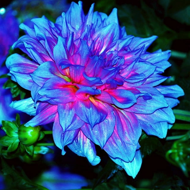 Dahlia,Bulk,Low Maintenance,Professional,Planting,Brilliant