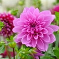 Dahlia,Bulk,Low Maintenance,Professional,Planting,Brilliant