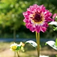 Dahlia,Bulk,Low Maintenance,Professional,Planting,Brilliant