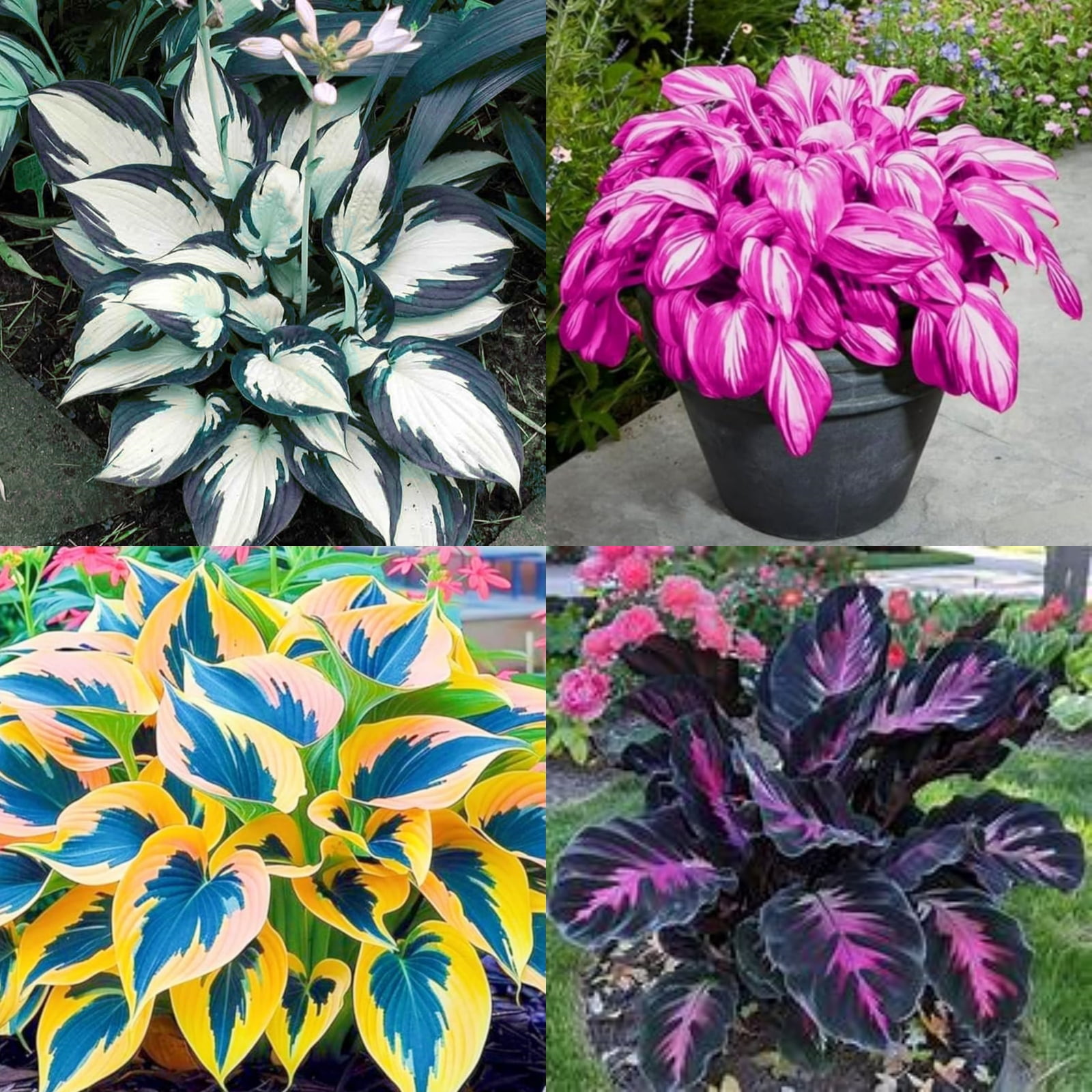 Gorgeous Hosta Perennial Garden Stakes Outdoor Beautify Environment