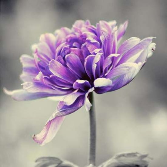 Gorgeous Purple Canvas Art - Gail Peck (24 x 24)