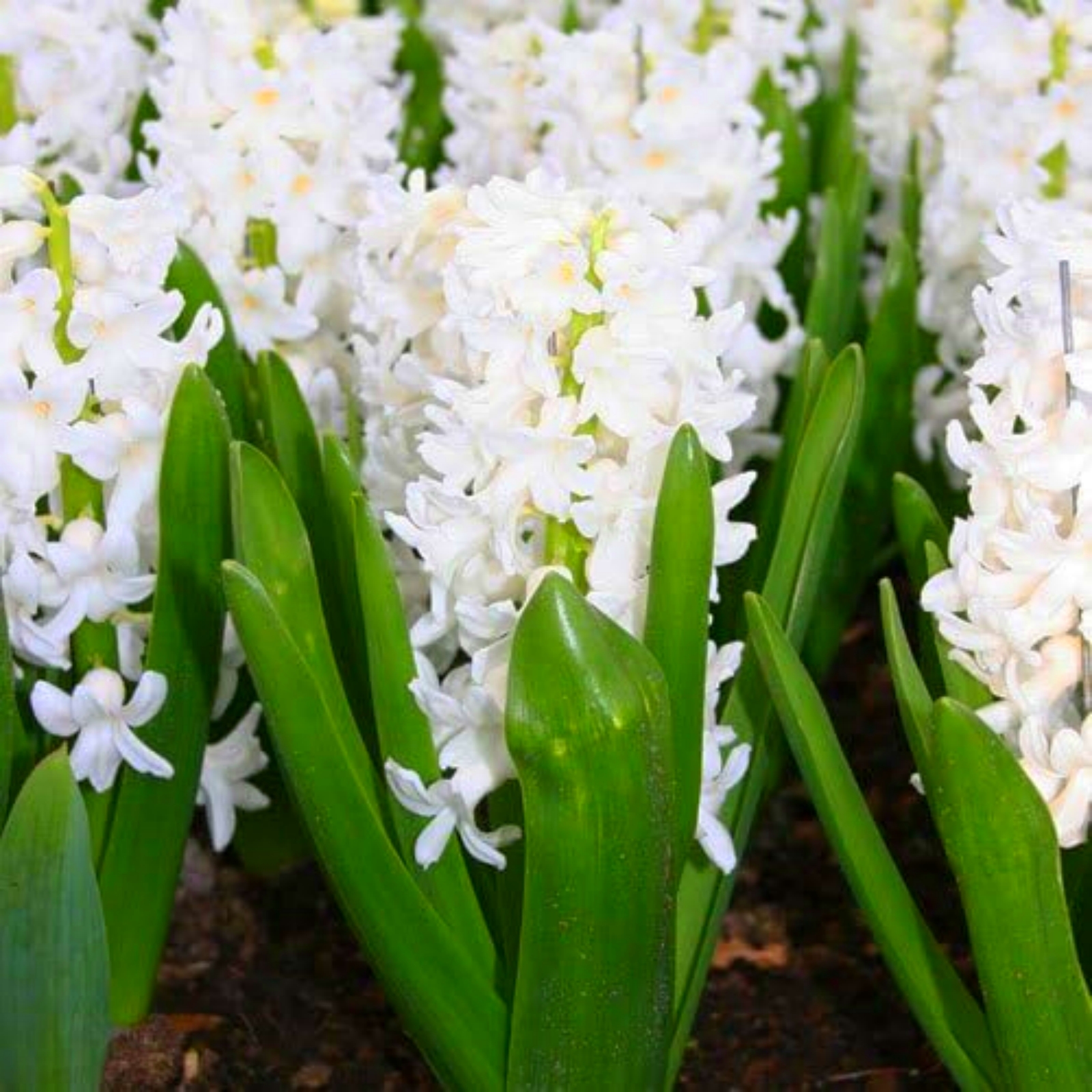 Tuberose,Low Maintenance,Professional,Bulk,Planting