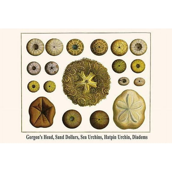 Gorgon's Head, Sand Dollars, Sea Urchins, Hatpin Urchin, Diadems-Fine Art Canvas Print (20" x 30")
