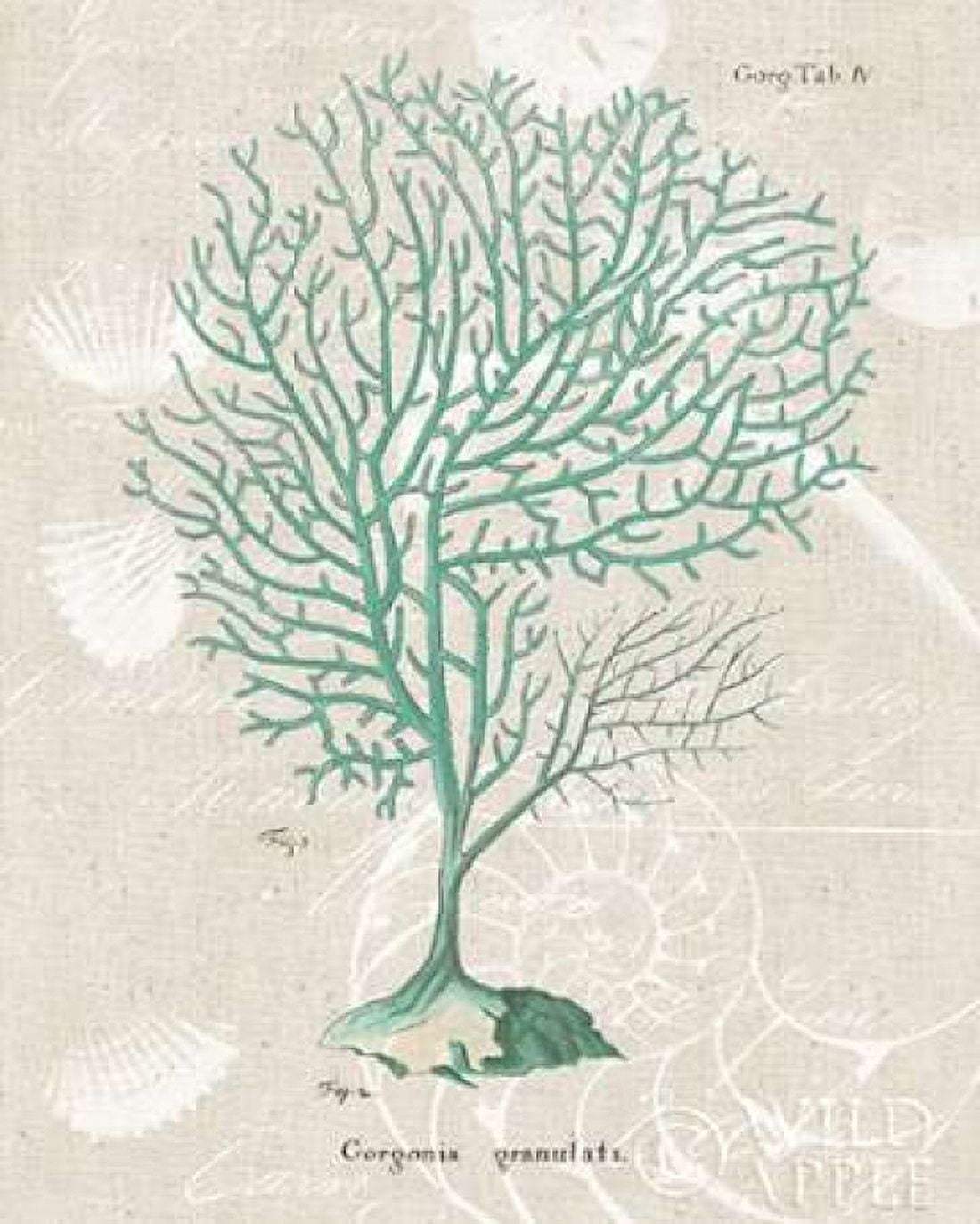 Gorgonia Granulata on Linen Sea Foam Canvas Art - Wild Apple Portfolio (24 x 30)