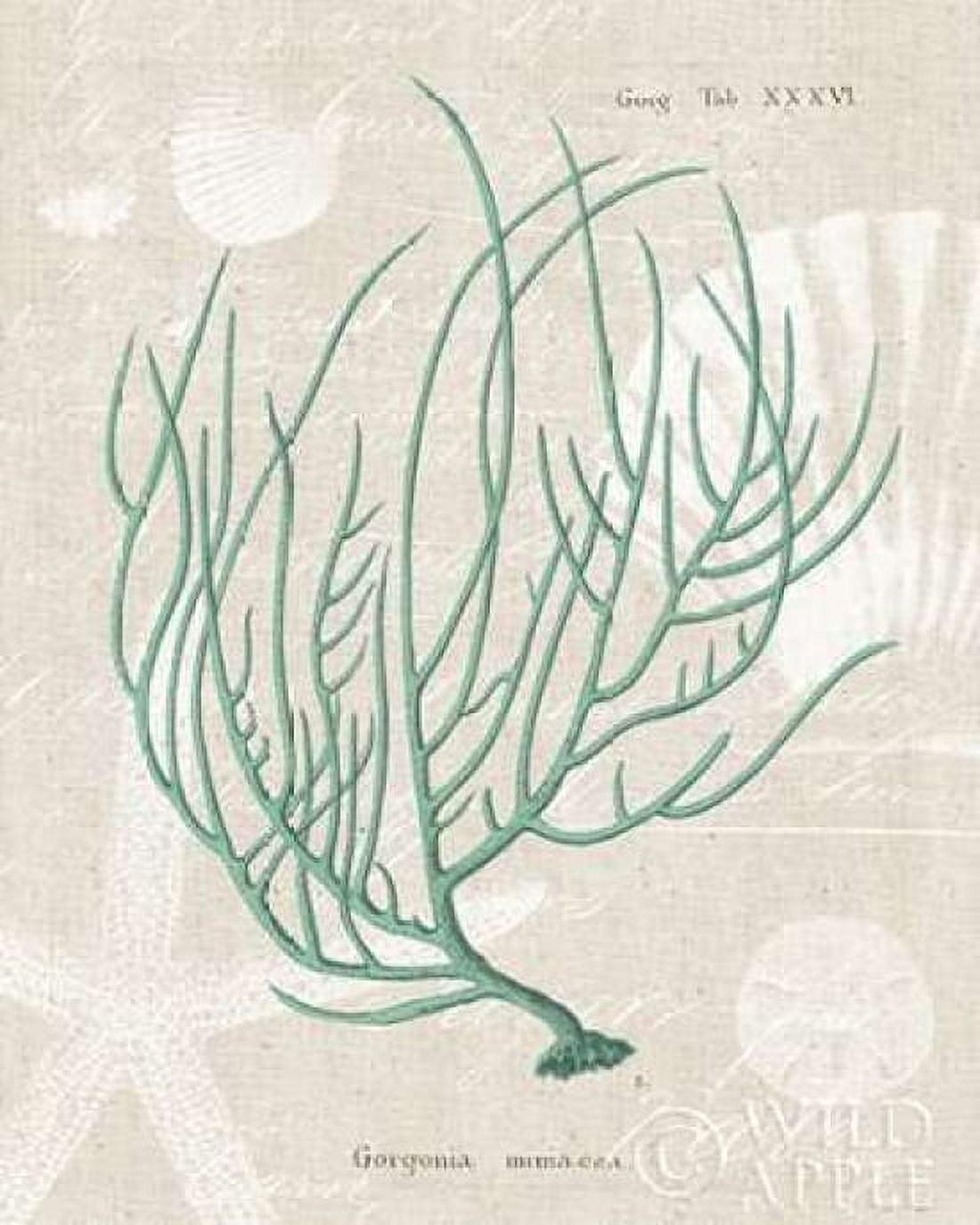 Gorgonia Miniacea on Linen Sea Foam Canvas Art - Wild Apple Portfolio (24 x 30)