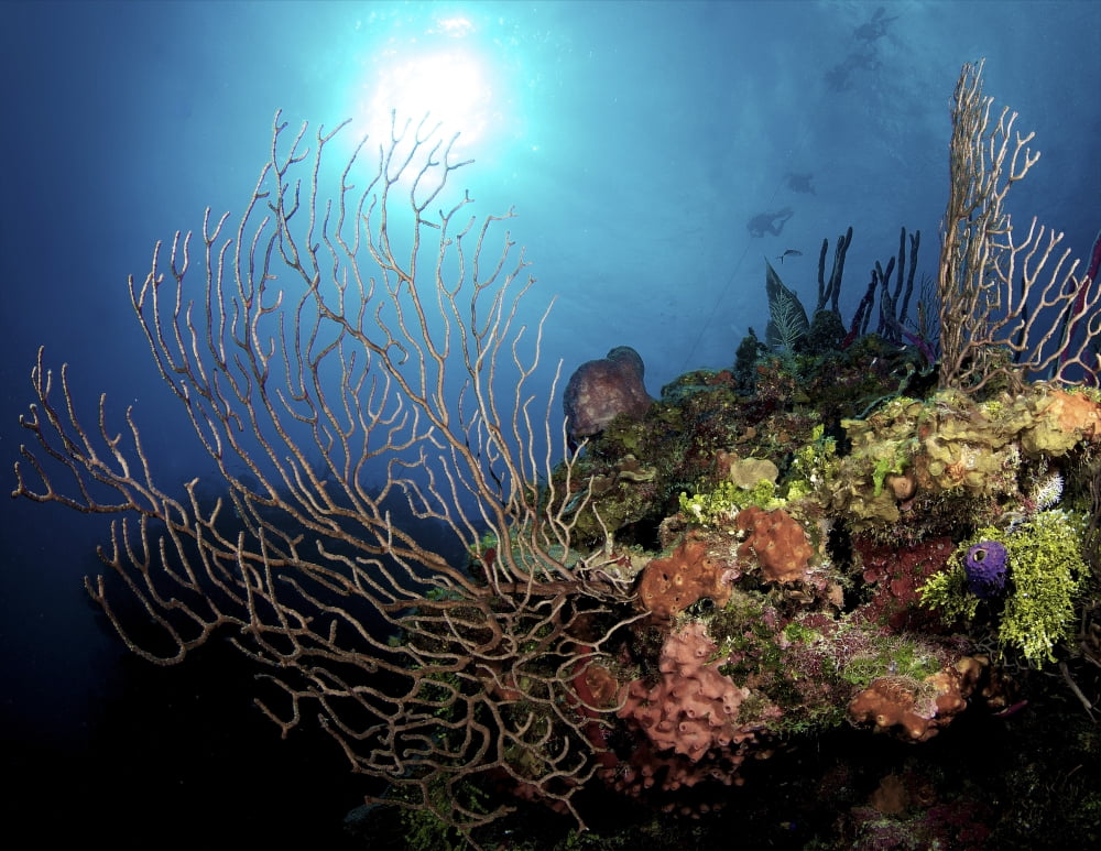 Gorgonian Sea Fans on Caymans North Wall Grand Cayman Canvas Art - Amanda NichollsStocktrek Images (16 x 13)