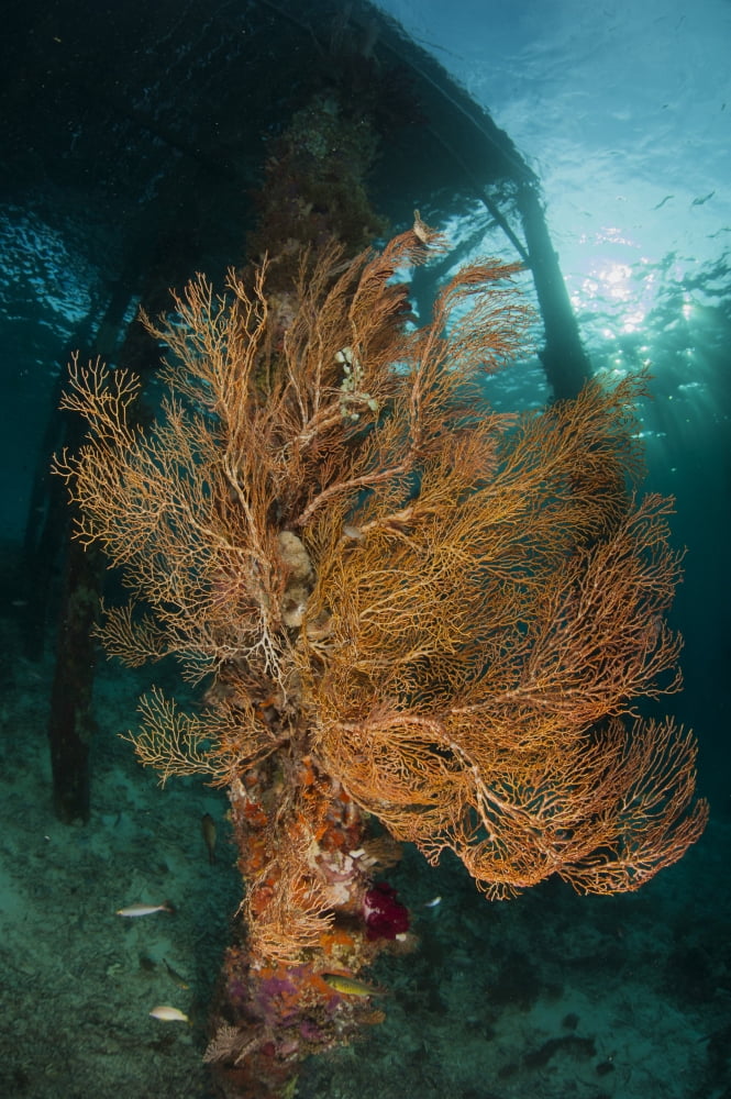 Gorgonian sea fan attached to a leg under Arborek Jetty Raja Ampat Canvas Art - Steve JonesStocktrek Images (23 x 35)
