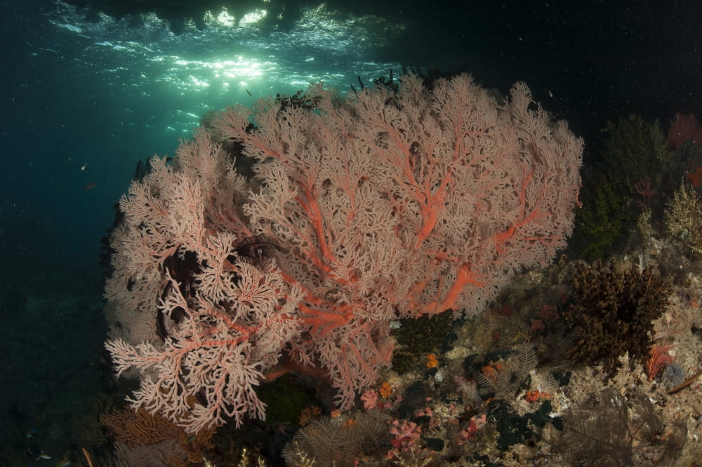 Gorgonian sea fans on a reef in Raja Ampat West Papua Indonesia Canvas Art - Steve JonesStocktrek Images (35 x 23)