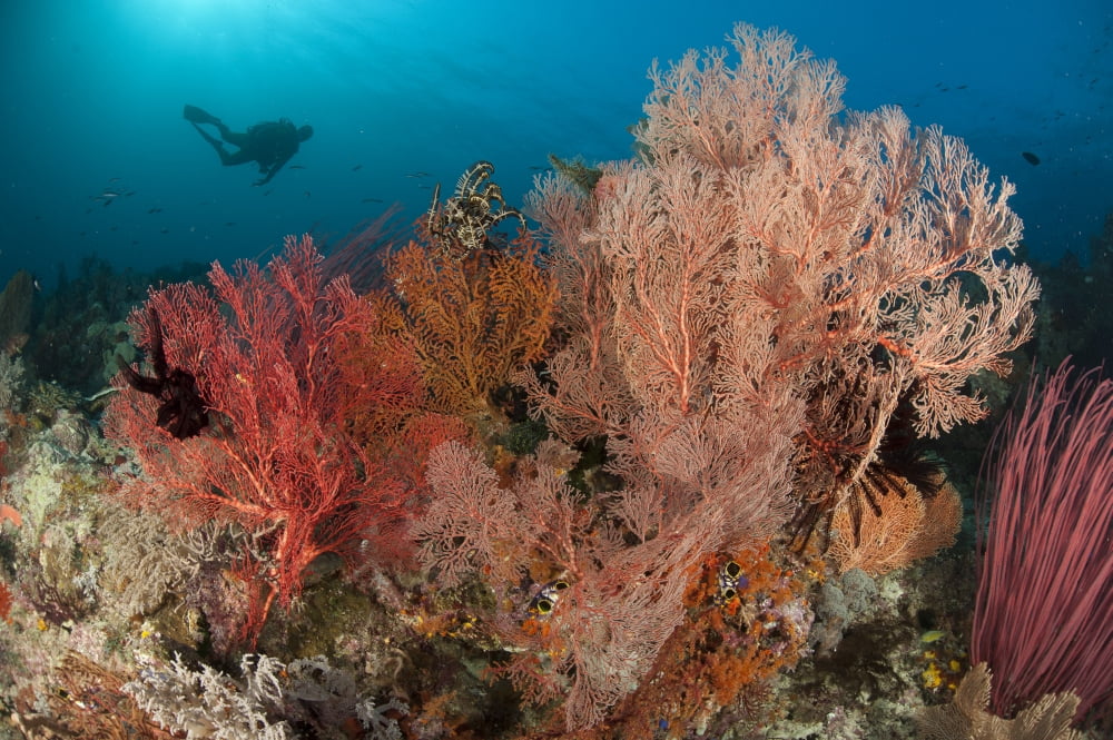 Gorgonian sea fans on a reef in Raja Ampat West Papua Indonesia Canvas Art - Steve JonesStocktrek Images (35 x 23)
