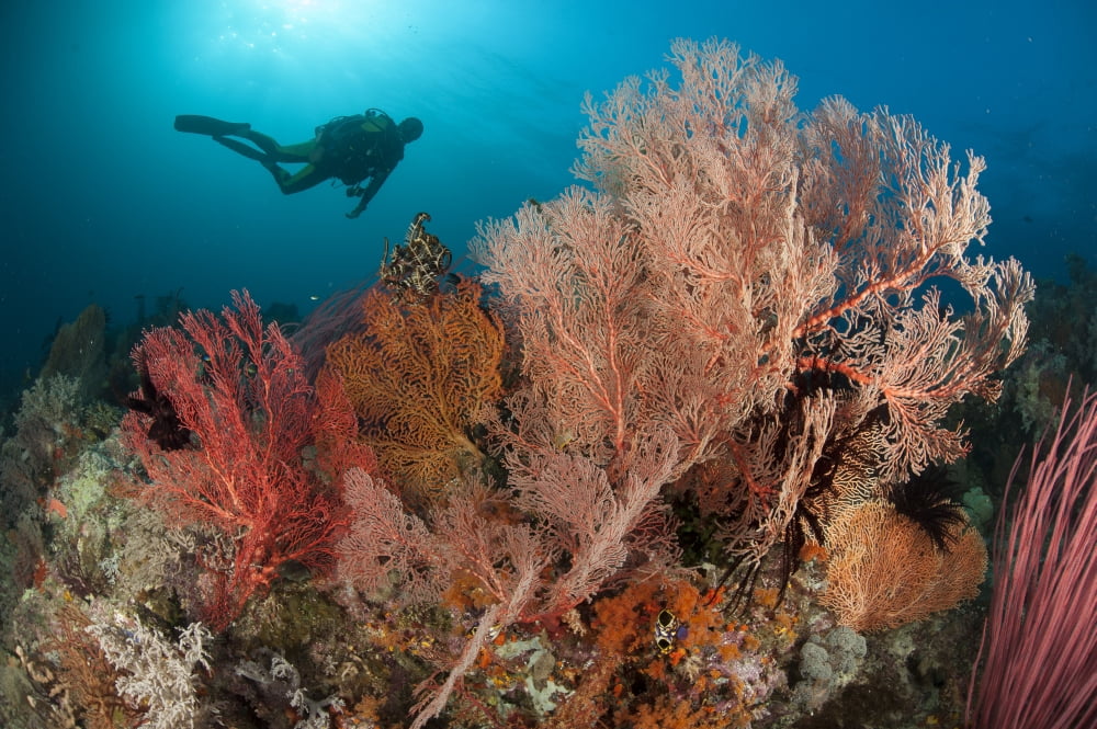 Gorgonian sea fans on a reef in Raja Ampat West Papua Indonesia Canvas Art - Steve JonesStocktrek Images (35 x 23)
