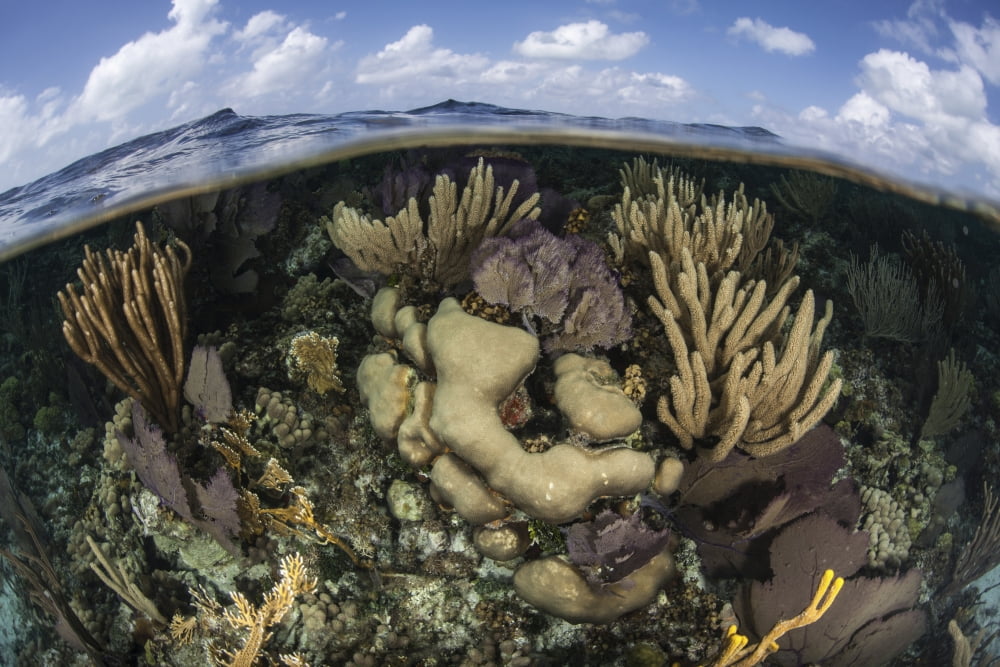 Gorgonians and reef-building corals near the Blue Hole in Belize Canvas Art - Ethan DanielsStocktrek Images (17 x 12)