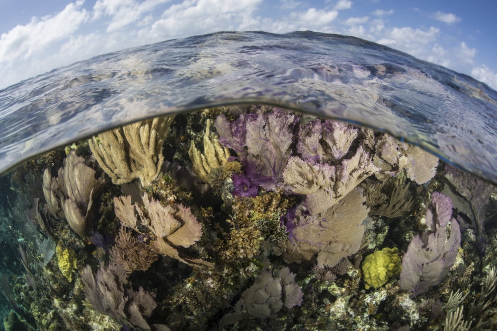 Gorgonians and reef-building corals near the Blue Hole in Belize Canvas Art - Ethan DanielsStocktrek Images (17 x 12)