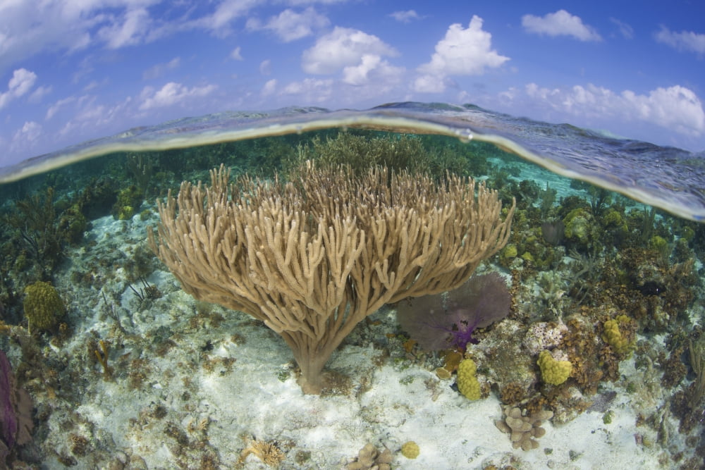 Gorgonians and reef-building corals near the Blue Hole in Belize Canvas Art - Ethan DanielsStocktrek Images (17 x 12)