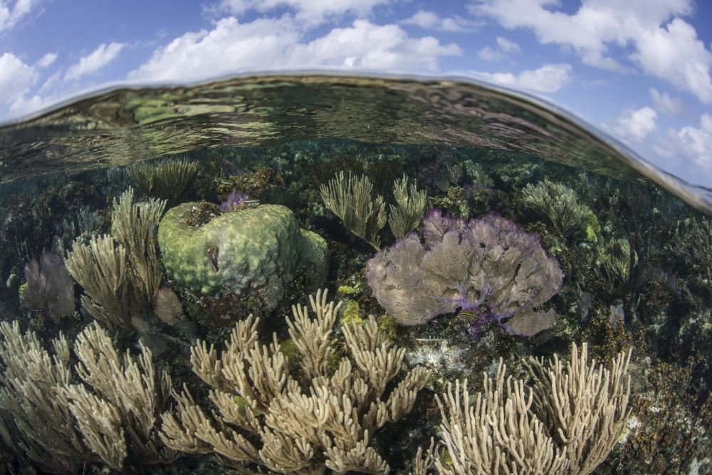Gorgonians and reef-building corals near the Blue Hole in Belize Canvas Art - Ethan DanielsStocktrek Images (34 x 23)