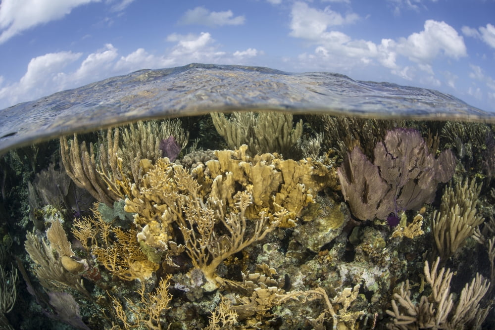 Gorgonians and reef-building corals near the Blue Hole in Belize Canvas Art - Ethan DanielsStocktrek Images (34 x 23)