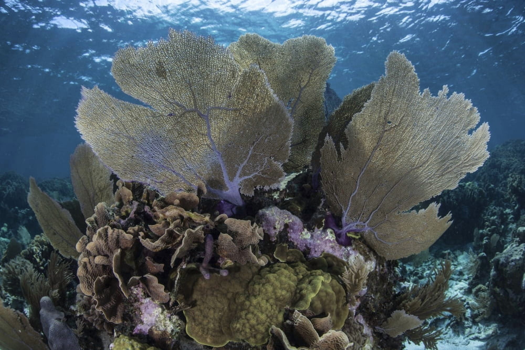 Gorgonians grow in shallow water off Turneffe Atoll in Belize Canvas Art - Ethan DanielsStocktrek Images (34 x 23)