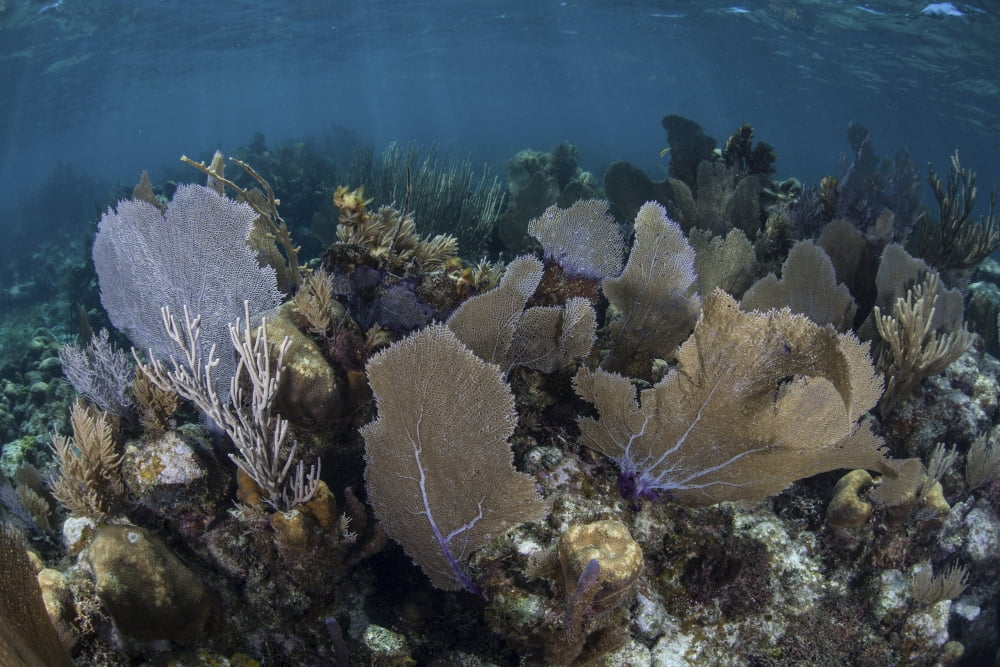 Gorgonians grow in shallow water off Turneffe Atoll in Belize Canvas Art - Ethan DanielsStocktrek Images (34 x 23)