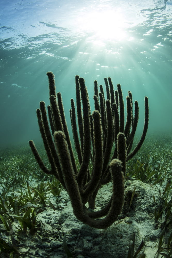 Gorgonians grow on a shallow reef off the coast of Belize Canvas Art - Ethan DanielsStocktrek Images (23 x 34)