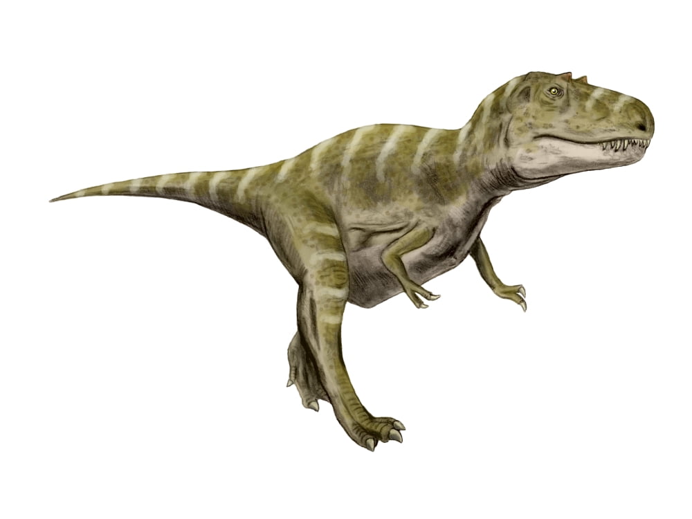 Gorgosaurus dinosaur Canvas Art - Nobumichi TamuraStocktrek Images (17 x 13)