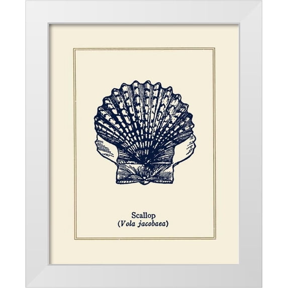Gorham, Gregory 20x24 White Modern Wood Framed Museum Art Print Titled - Scallop Shell