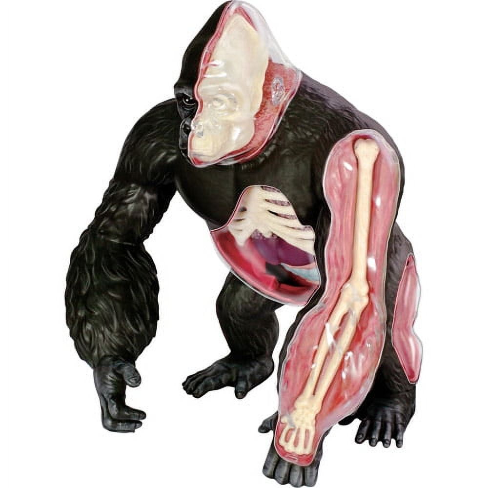 HANSEN - GAME GIFT & TOY COMPANY Gorilla Anatomy Model