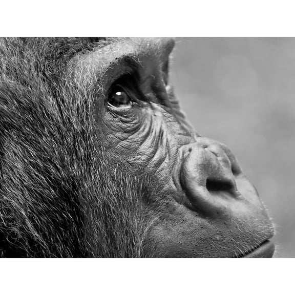 Gorilla Ape Face Head Photo Extra Large XL Wall Art Poster Print