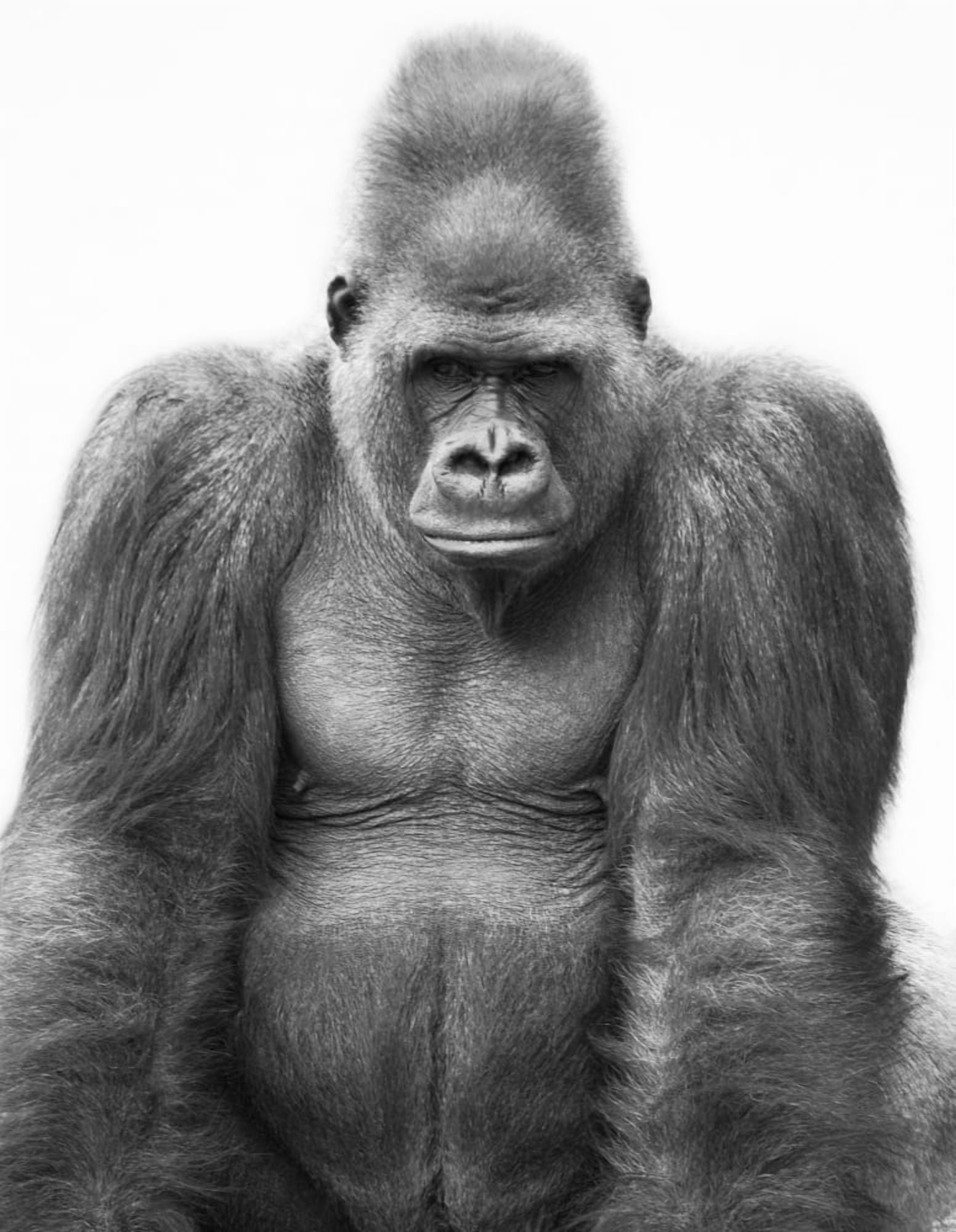 Gorilla Canvas Art - Darren Greenwood Design Pics (12 x 15)