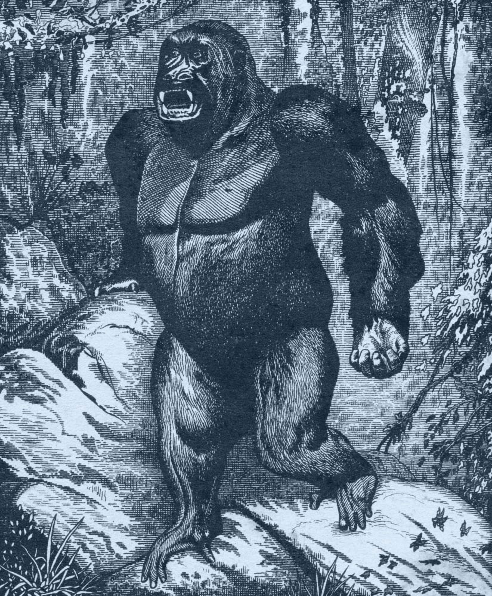 Gorilla From Los Animales Del Universo Su Vida Y Sus Costumbres Published Cerca 1921 Canvas Art - Ken Welsh Design Pics (26 x 32)