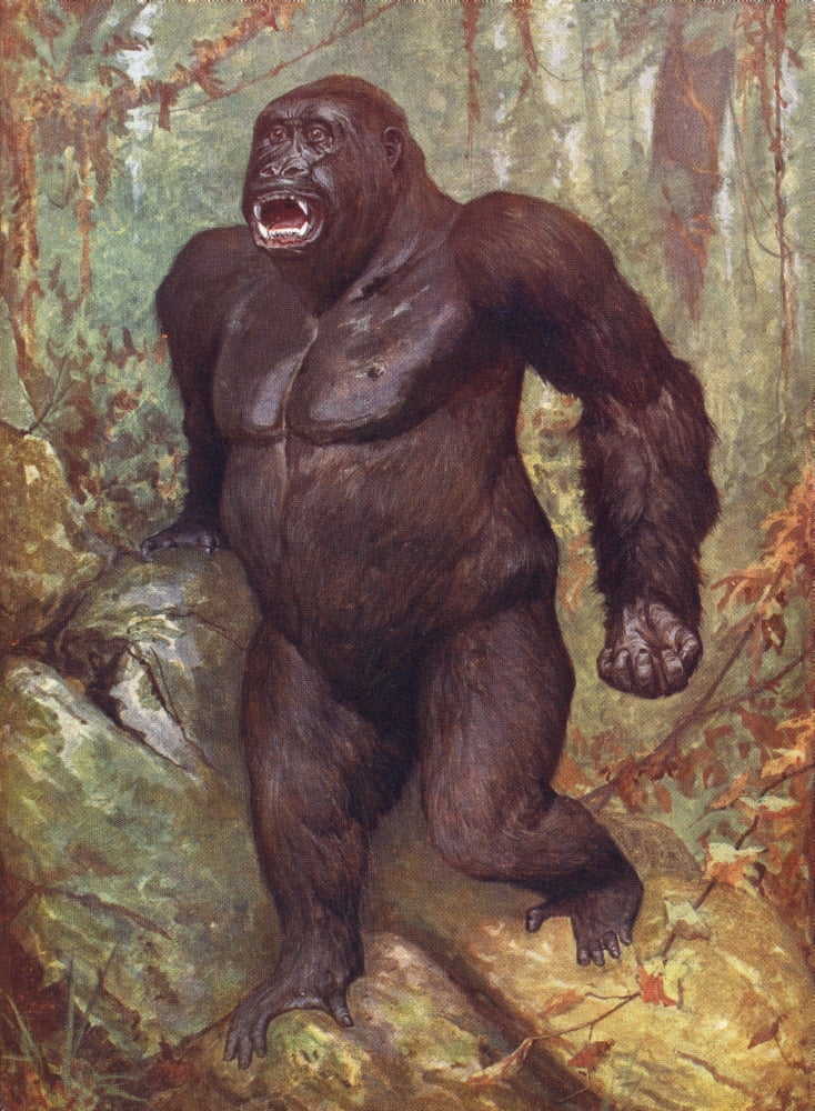 Gorilla From The Living Animals Of The World Published C1900 Canvas Art - Ken Welsh Design Pics (13 x 18)