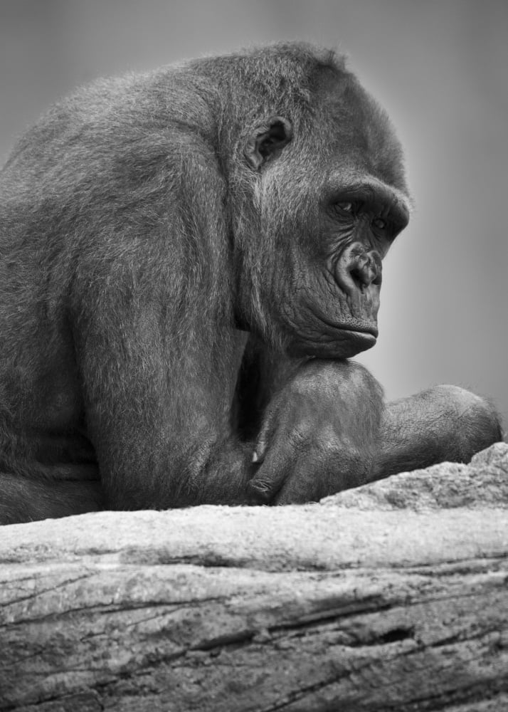 Gorilla Portrait Canvas Art - Darren Greenwood Design Pics (11 x 16)