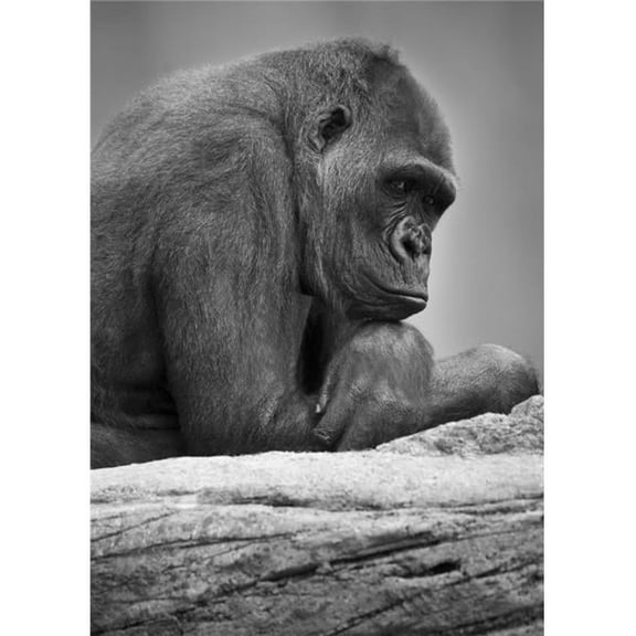 Gorilla Portrait Poster Print