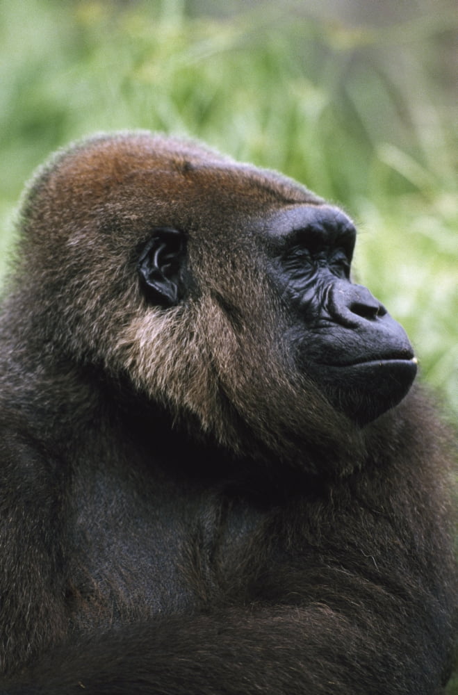 Gorilla Profile Portrait Captive Native To Rainforest Region Of Western Africa Canvas Art - David Ponton Design Pics (24 x 38)