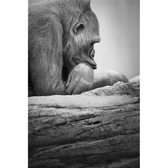 Gorilla Resting Poster Print by Darren Greenwood, 22 x 34 - Large
