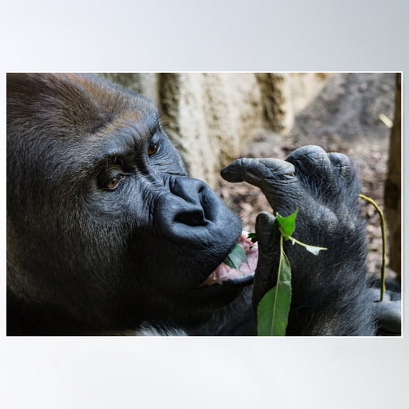 Gorilla - Silverback Poster Wall Art, Modern Wall Decor For Living Room Bedroom, 8x12 UNFRAMED